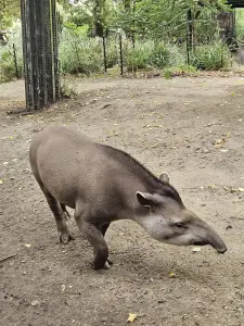 Christy 05 Tapir